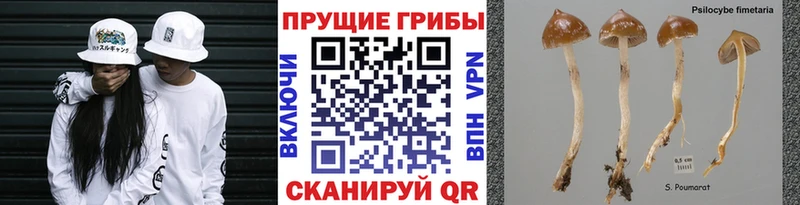 blacksprut онион  Карабаш  Псилоцибиновые грибы Psilocybe 